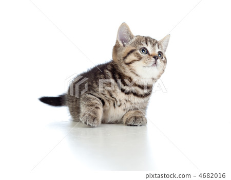 Lying pretty brittish tabby kitten looking upward Lying pretty brittish tabby kitten looking upward 4682016