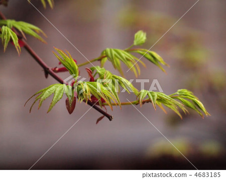 發芽 萌芽 嫩芽 4683185