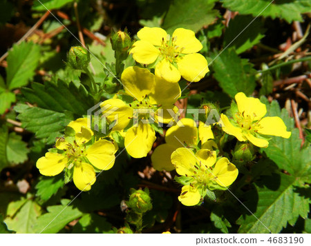 Hebichigo（蛇草莓） 4683190