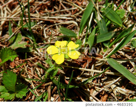 Hebichigo（蛇草莓） 4683191