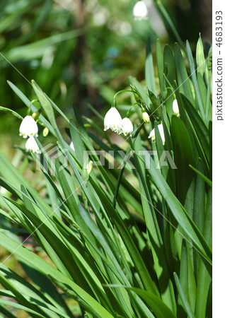 Snowflake flowers 4683193