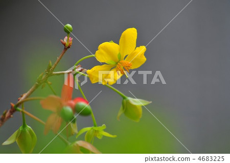 米老鼠花 4683225