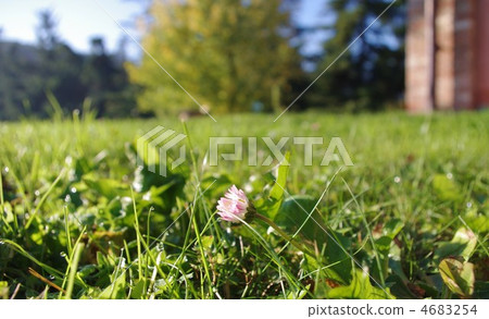 芽看到早晨露水和太陽 4683254