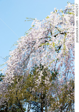 被烙記的櫻花和藍天 4683257