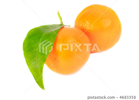 two mandarines isolation on white two mandarines isolation on white 4683358