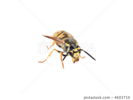 wasp isolated on white wasp isolated on white 4683710