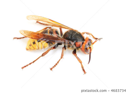 the hornet isolation on white the hornet isolation on white 4683734