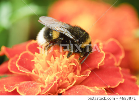 Bumblebee collection pollen on the orange flower 4683971