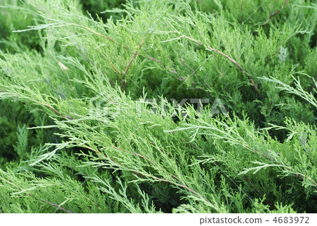 Floral pattern: thuja branches. 4683972