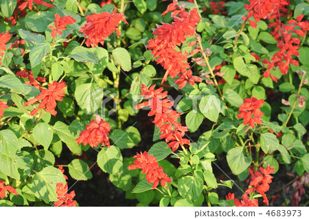 Beautiful red  flower 4683973