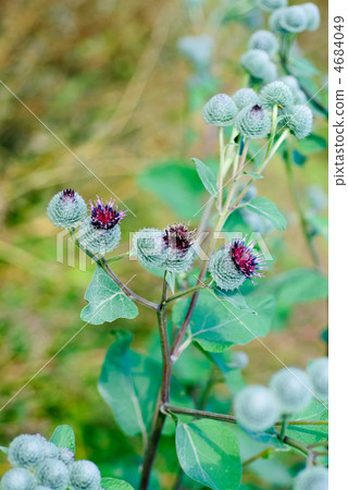 thistle bush thistle bush 4684049