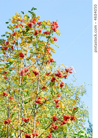 Rowan berry on  blue  sky  background 4684050