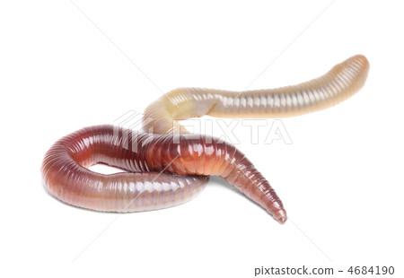 animal earth worm isolated animal earth worm isolated 4684190