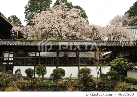 Cherry blossom viewing cherry tree of Oyadoji temple in Kyoto 4685560