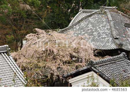京都十林寺 京都十林寺 4685563