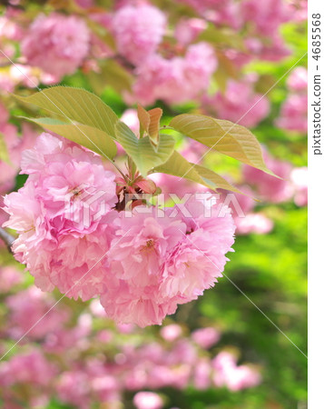 Button cherry Button cherry 4685568