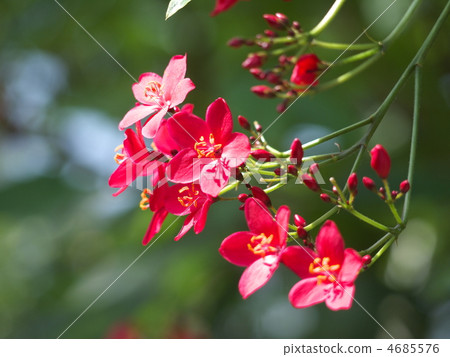 羚牛'Zakura 4685576