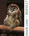 owl, bird, birds 4685617