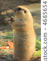 prairie dog, prairie dogs, prairiedog 4685654