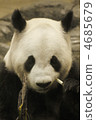 terrestrial animal, panda, pandas 4685679