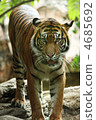 bengal tiger, tiger, tigers 4685692