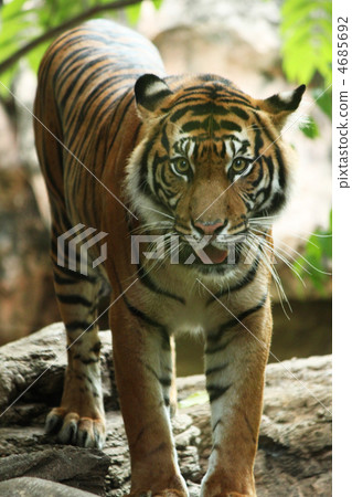 bengal tiger, tiger, tigers 4685692