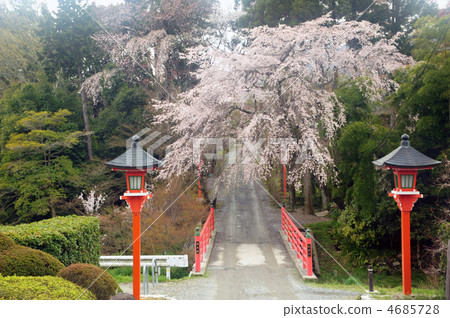 京都正德寺Bokuraku橋和分支櫻花樹 4685728