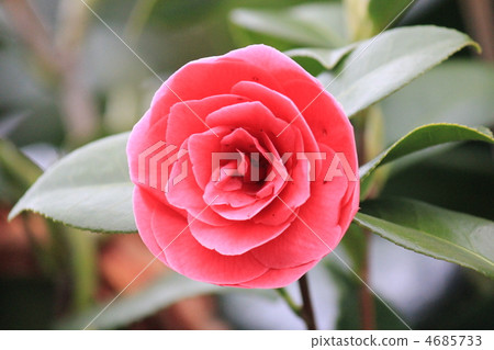 它開花了。 4685733