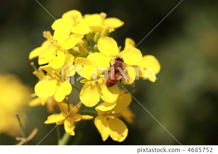 [Bees and rape blossoms] 4685752