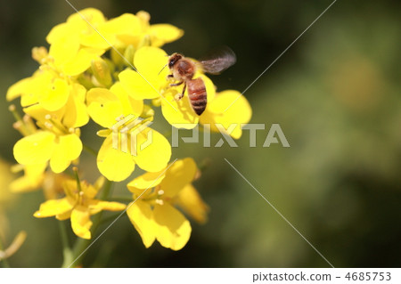[Bees and rape blossoms] 4685753