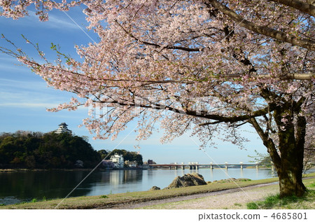 國寶犬山城和櫻花 國寶犬山城和櫻花 4685801