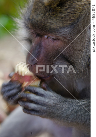 Ubud monkey 4685871