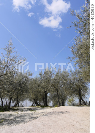 橄欖油田 4685989