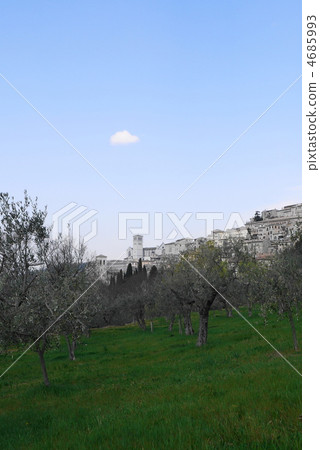 From Assisi olive groves 4685993