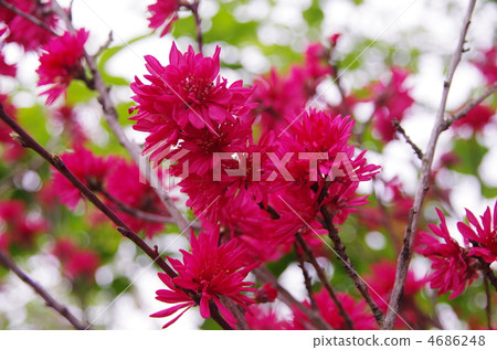 Kiku Mombaku！ 4686248