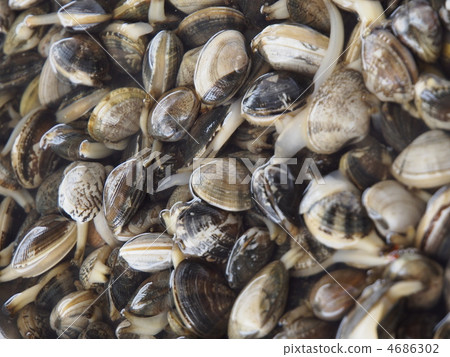 蛤蜊沙 蛤蜊沙 4686302