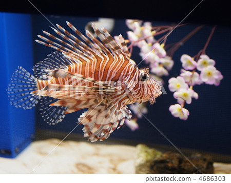 fish魚 fish魚 4686303