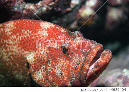 Azahata Azahata 4686404