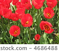鬱金香 花朵 花 4686488
