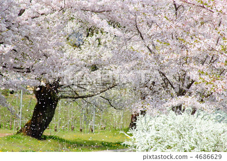 SakuraFubuki  4686629