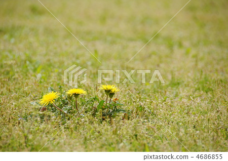 四月蒲公英·菊科61 四月蒲公英·菊科61 4686855