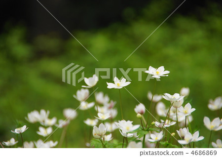 April Nilin Soup and Buttercup family 28 Colony 4686869