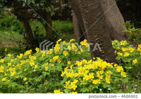 April Yamabokuso · Poppy family 09 clay group 4686902