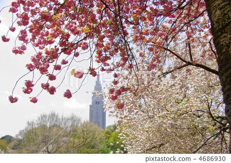 4月Sekiyama Kanzan 02 Sakura Sakura 4686930