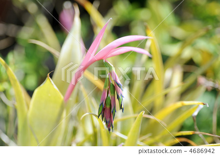 Bilbergia Nutance 4686942