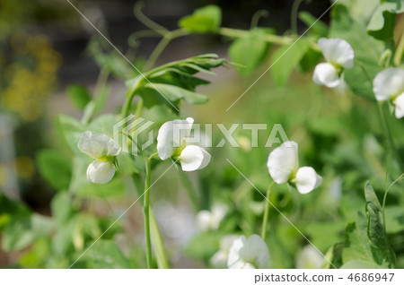 Pea flowers Pea flowers 4686947