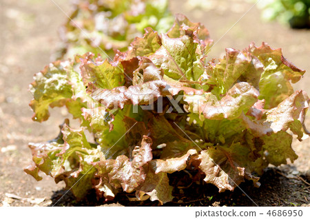 sunny lettuce 4686950