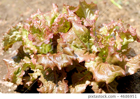sunny lettuce 4686951