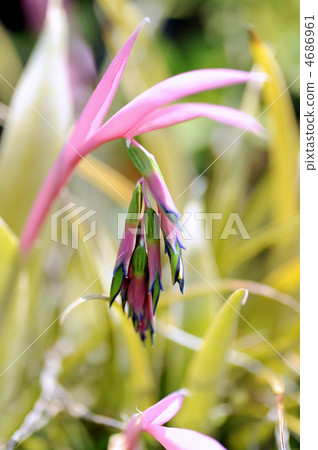 Bilbergia Nutance 4686961