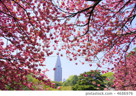 4月Sekiyama Kanzan 10 Sakura Sakura 4686976